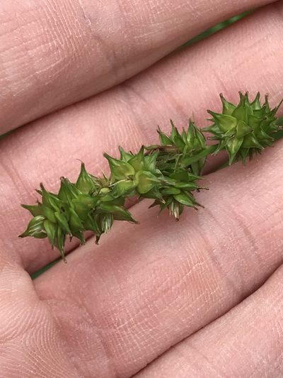Carex aggregata, photographed by Ryan Donnelly
