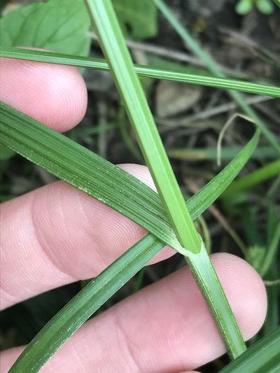 Carex aggregata, photographed by Ryan Donnelly
