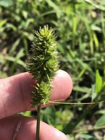 Carex austrina, photographed by Ryan Donnelly