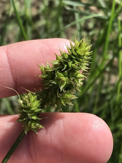 Carex austrina, photographed by Ryan Donnelly