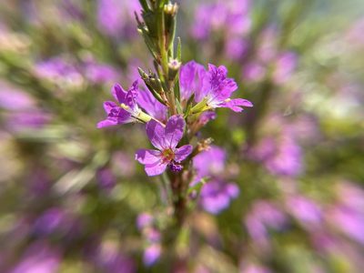 Lythrum junceum, photographed by Daniel Das