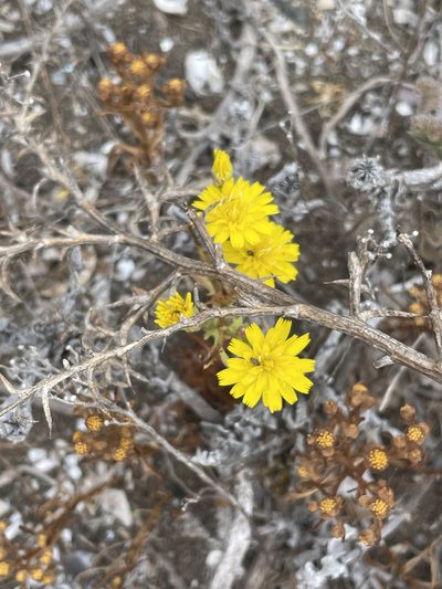Malacothrix foliosa, photographed by Sula Vanderplank