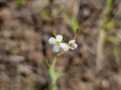 Arabidopsis lyrata, photographed by Elias