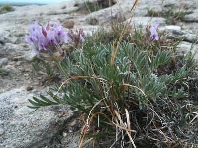 Oxytropis lambertii, photographed by Cecelia Alexander