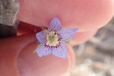 Eriastrum sapphirinum, photographed by Millie Basden