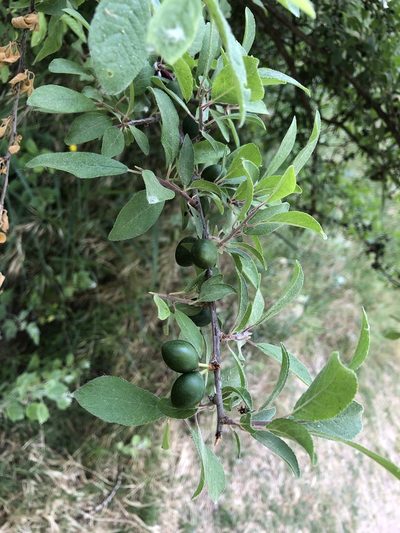 Prunus insititia, photographed by Naturalista