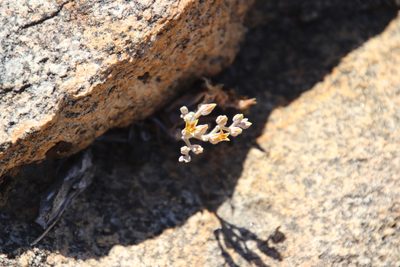 Dudleya abramsii, photographed by Millie Basden