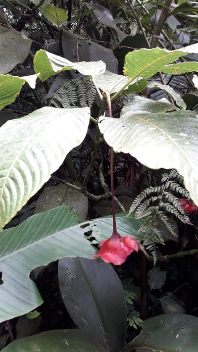 Palicourea correae, photographed by Edwin Campbell