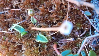 Pinguicula villosa, photographed by lauralaska66