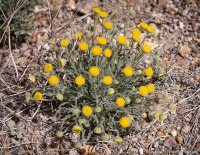 Erigeron aphanactis, photographed by Tim Messick