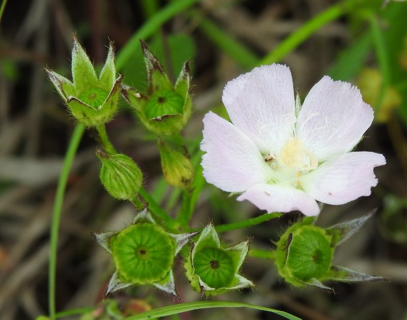 Callirhoe alcaeoides, photographed by saltyhiker