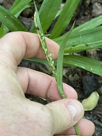 Carex laxiflora, photographed by Summit Metro Parks