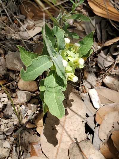 Asclepias emoryi, photographed by Jo Roberts