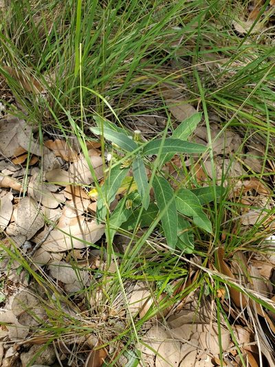 Asclepias emoryi, photographed by Jo Roberts