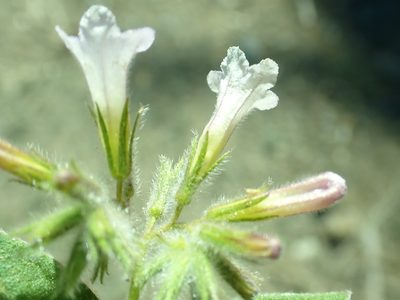 Draperia systyla, photographed by Steve Woodward