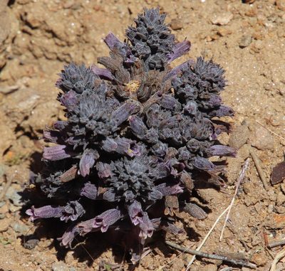 Orobanche bulbosa, photographed by Millie Basden