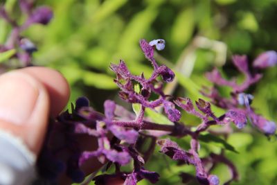 Trichostema parishii, photographed by Millie Basden