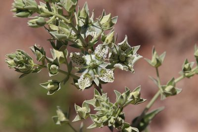Frasera parryi, photographed by Millie Basden
