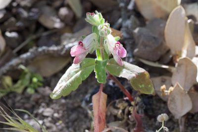 Collinsia tinctoria, photographed by Arvel Hernandez