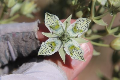 Frasera parryi, photographed by Millie Basden
