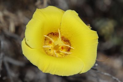 Calochortus concolor, photographed by Millie Basden