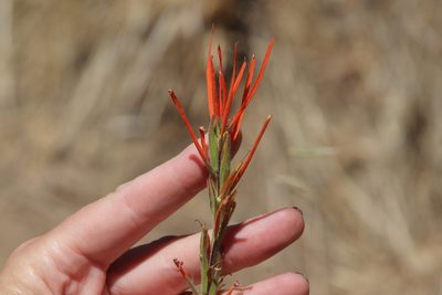 Castilleja minor, photographed by Millie Basden