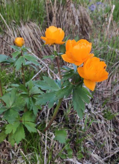 Trollius kytmanovii, photographed by Юлия
