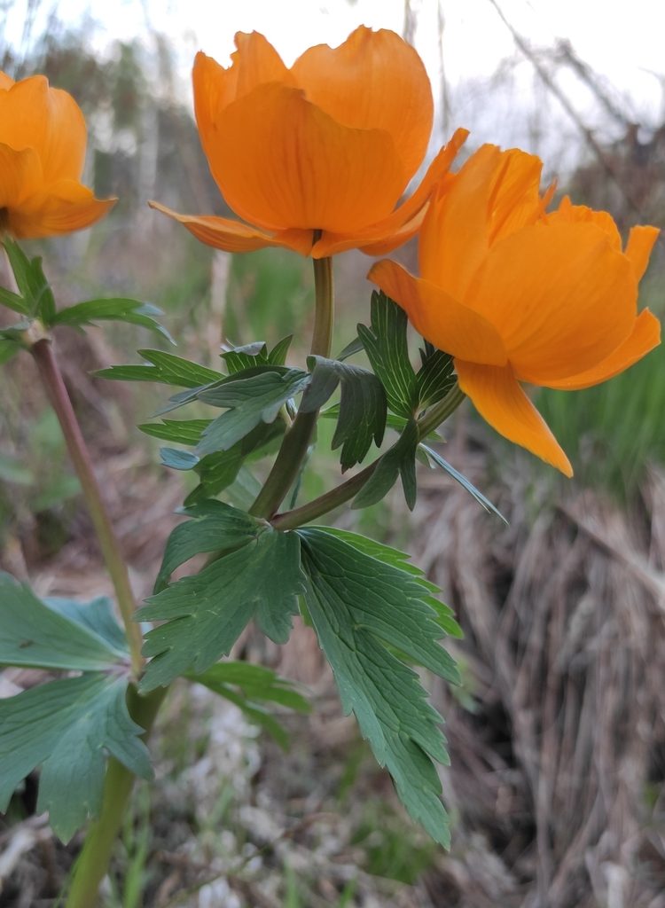 Trollius kytmanovii, photographed by Юлия