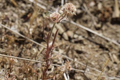 Chorizanthe membranacea, photographed by Arvel Hernandez