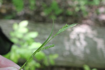 Carex leptonervia, photographed by Quinten Wiegersma