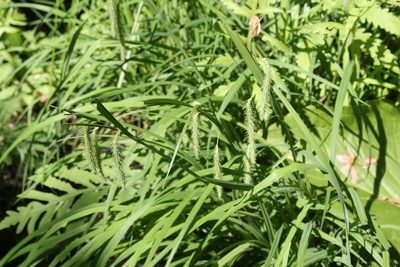 Carex crinita, photographed by Quinten Wiegersma