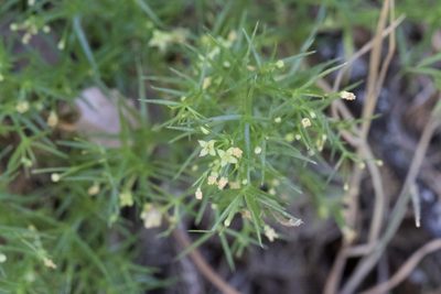 Galium andrewsii, photographed by Arvel Hernandez