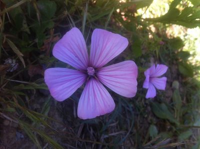 Malva trimestris, photographed by Dyhia YOUSFI