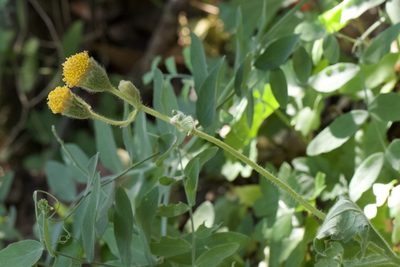 Arnica discoidea, photographed by Arvel Hernandez