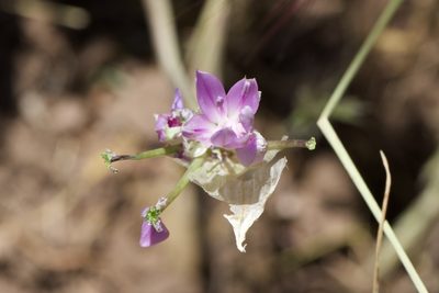 Allium unifolium, photographed by Arvel Hernandez