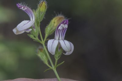 Keckiella breviflora, photographed by Craig Martin