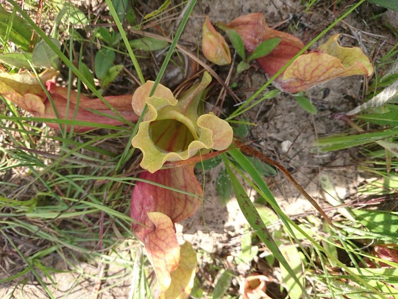 Sarracenia rosea, photographed by Abby Darrah