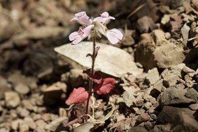 Collinsia tinctoria, photographed by Arvel Hernandez