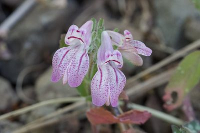 Collinsia tinctoria, photographed by Arvel Hernandez