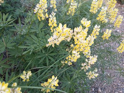 Lupinus arbustus, photographed by Drew Meyer
