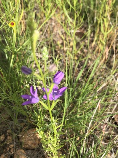 Triodanis leptocarpa, photographed by Samantha Knight