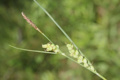 Carex meadii, photographed by Quinten Wiegersma