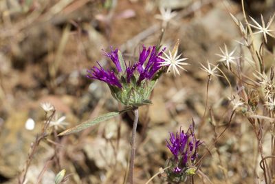 Monardella douglasii, photographed by Arvel Hernandez