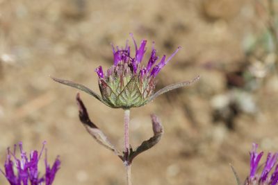 Monardella douglasii, photographed by Arvel Hernandez