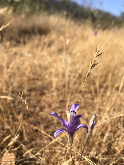 Brodiaea leptandra, photographed by Scott Yarger