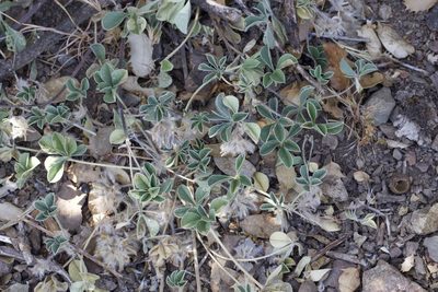 Pediomelum californicum, photographed by Arvel Hernandez