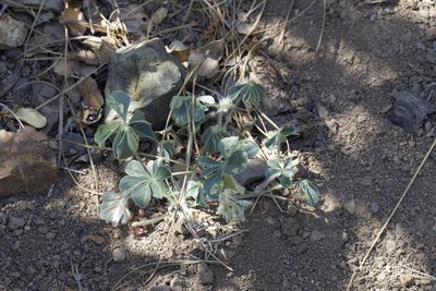Pediomelum californicum, photographed by Arvel Hernandez