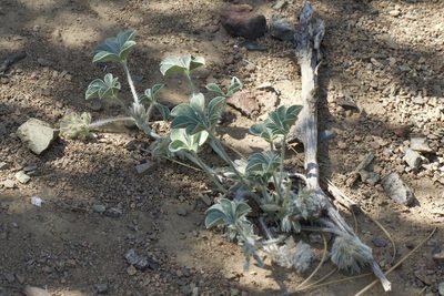 Pediomelum californicum, photographed by Arvel Hernandez