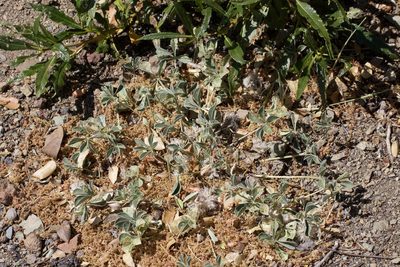 Pediomelum californicum, photographed by Arvel Hernandez