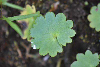 Micranthes mertensiana, photographed by Braden J. Judson
